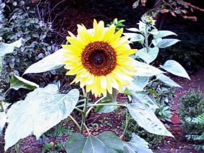 sonnenblume